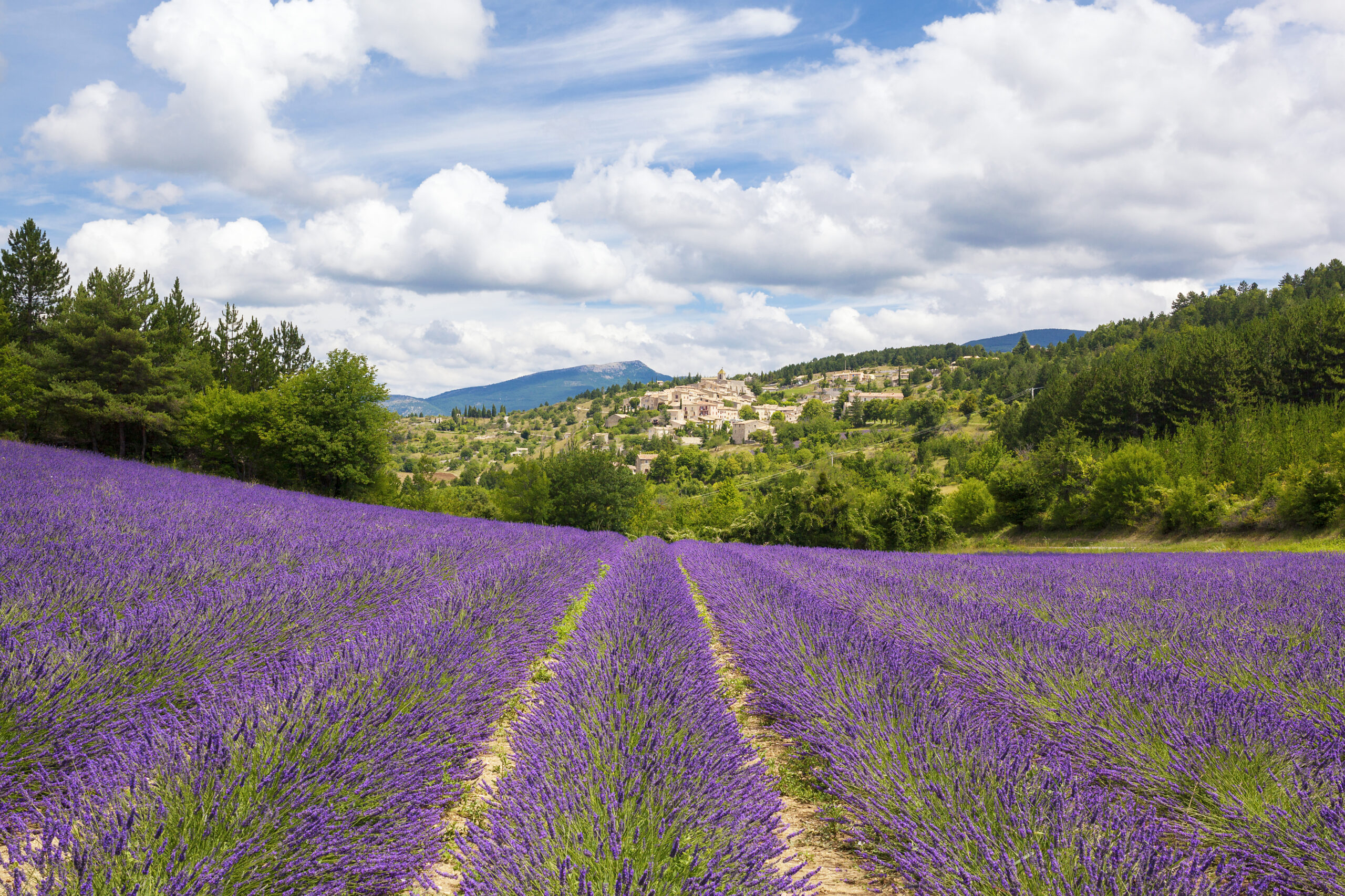 lavender-field-village-france.jpg