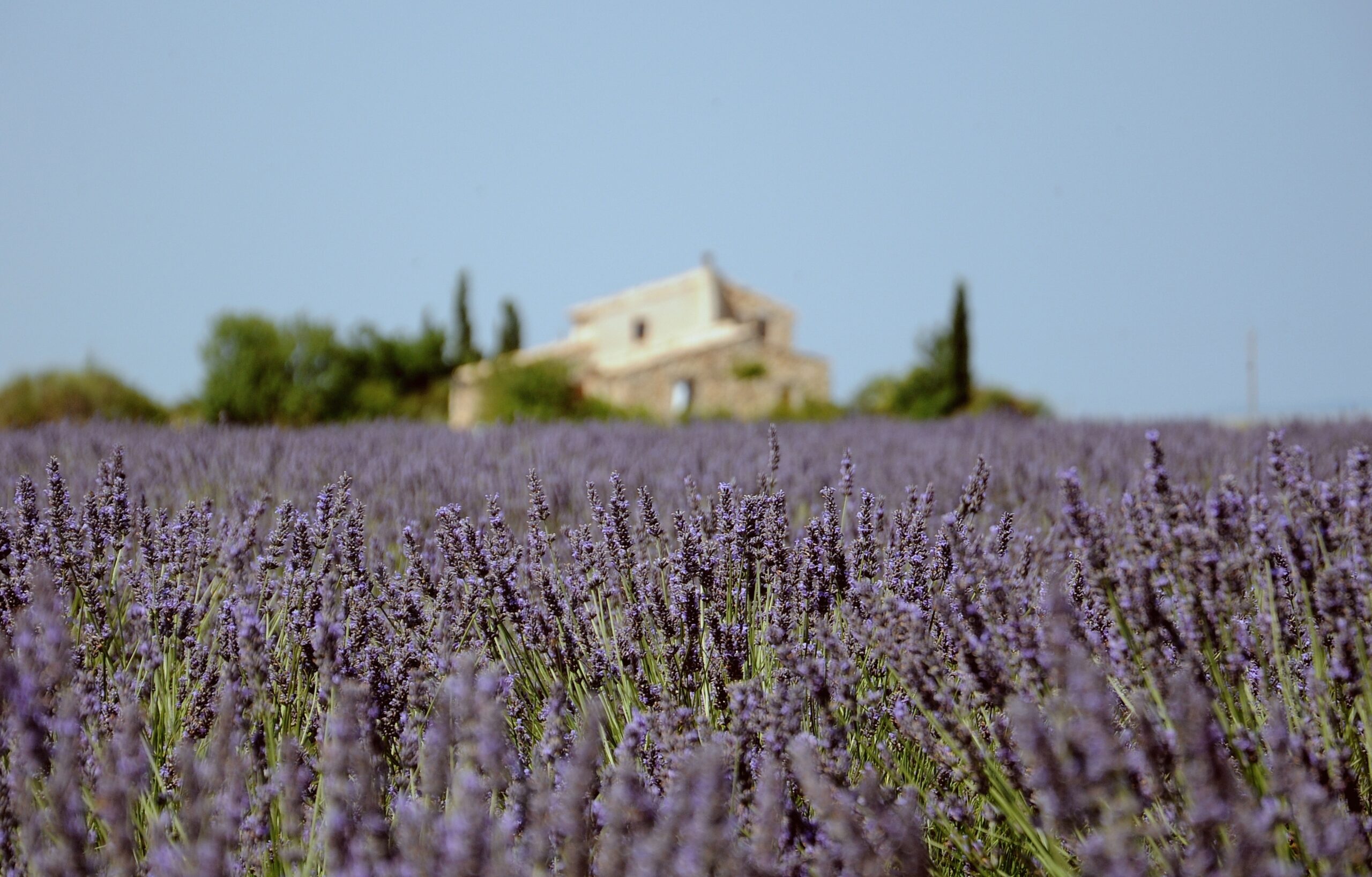 beautiful-lavender-field.jpg